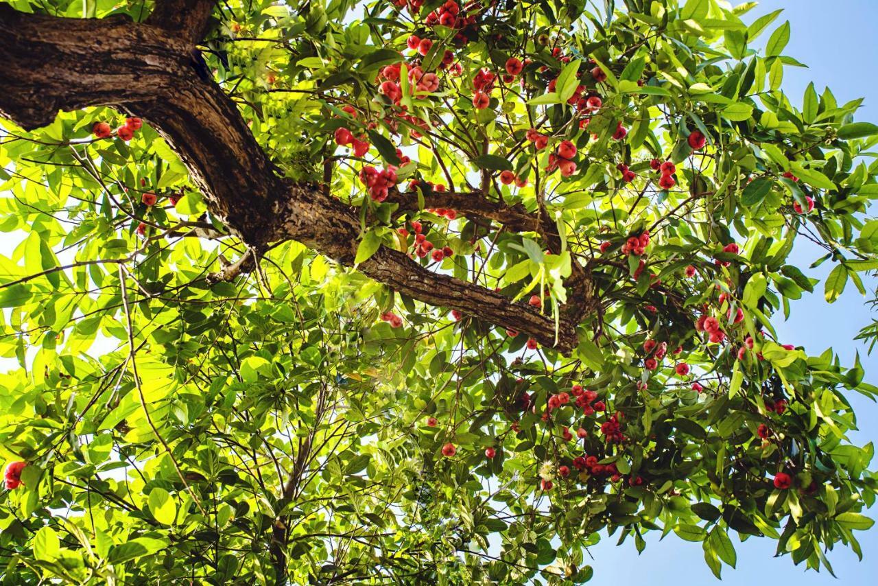 Riverside Plum Garden Homestay Hoi An Eksteriør billede